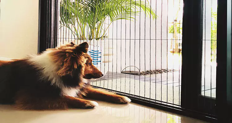 Sliding Screen Pet Door Repair in Palm Bay, FL